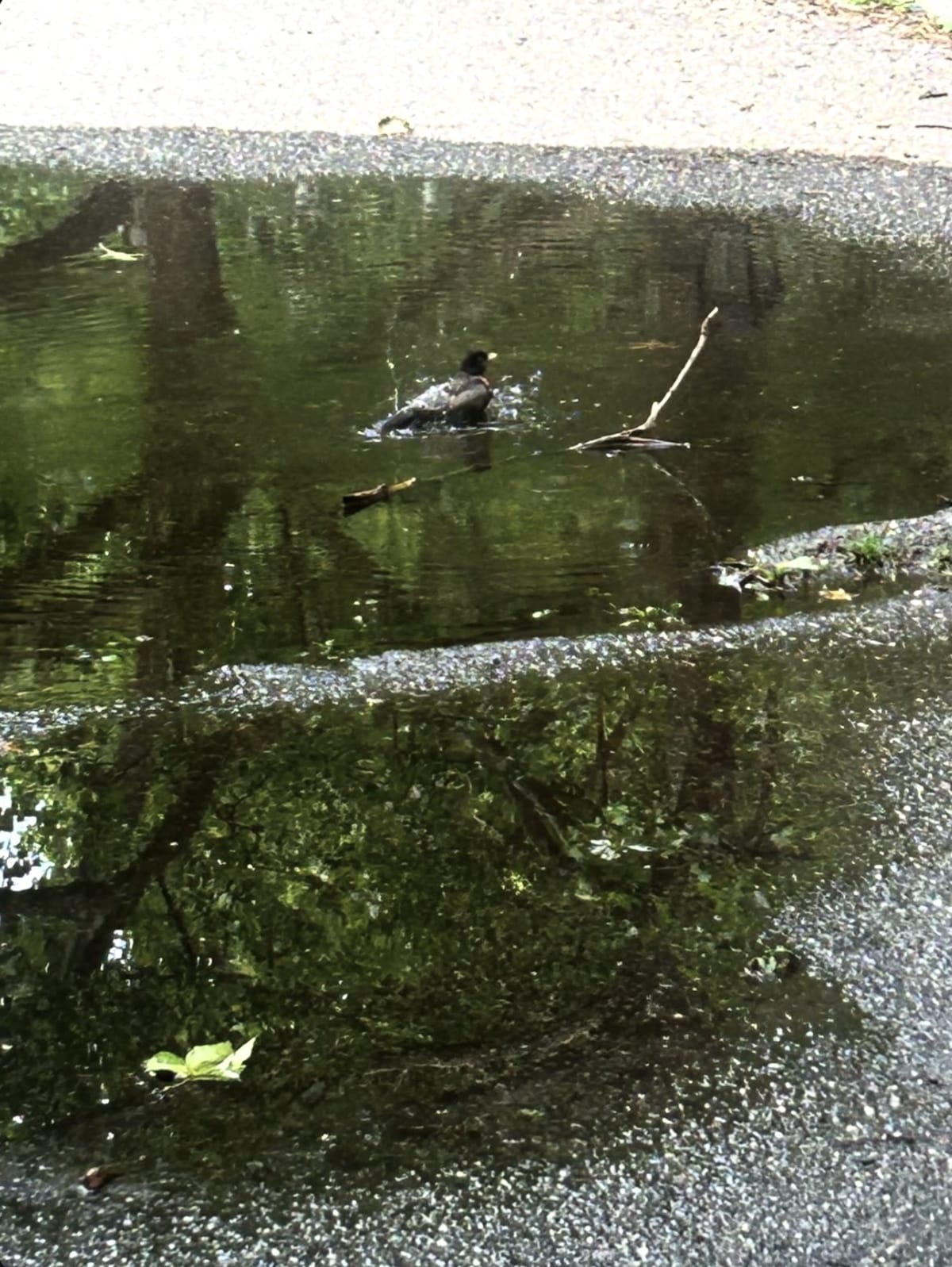 "A bird bathing in a puddle at the park."